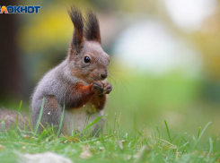 Шлейф 2-градусных морозов ощутят 3 ноября в Волгограде