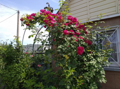 Волгоградский фермер назвал коронавирус шансом для возрождения деревень