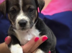 Трогательного метиса бигля и таксы бросили умирать в овраге в Волгограде