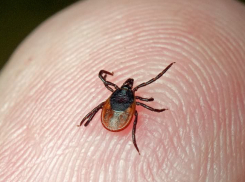 Первые случаи укусов клещей зафиксированы в Волгоградской области 