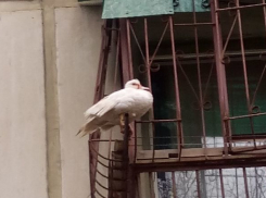 Волгоградцы гадают о судьбе замученной подростками утки 