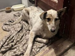 Попавшую в беду любимицу по кличке Лиса всем домом ищут волгоградцы