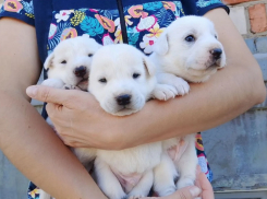 О мутной схеме пристройства бездомных красивых дворняг рассказала волгоградка