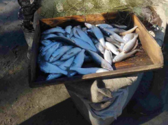 В запредельные 12 тысяч за килограмм оценили улов рыбаков под Волгоградом