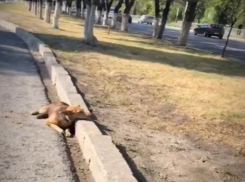 Расстрелянную из пневмата и сбитую автомобилем собаку бросили умирать на дороге в Волгограде