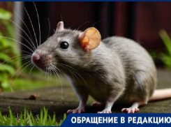 На нашествие упитанных крыс пожаловались жители Волгограда