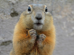 Волгоградцам разрешили убивать