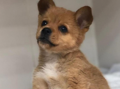 Щенка с «дельфиньими» лапками запустят в аквариум: оплатит лечение меценат из Волгограда