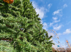 Названо время запуска главной новогодней елки в Волгограде