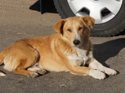 В Волгограде запретили издеваться над животными