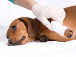 Чиновники продали ветеринарную лечебницу в Волгограде