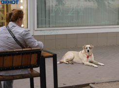 Собаке прострелили голову и выбросили в мусорку в Волжском: выжил чудом