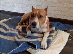 Во время новогодних праздников десятки домашних животных сбежали от волгоградцев