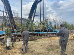 200 высоких деревьев высадят у катка в Волгоградском ЦПКиО