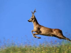 После незаконной охоты на краснокнижных сайгаков волгоградец удирал от пограничников, как парнокопытный 
