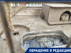 «Концлагерь для енотов»: волгоградцы продолжают ужасаться условиями содержания животных в кафе «Дворик»