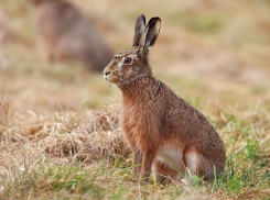 Под Волгоградом задержали браконьеров за убийство зайцев