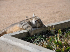 Весенний воздух разогрелся в Волгограде до +23ºС