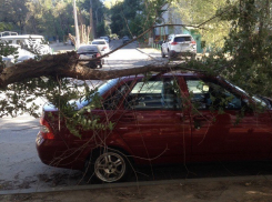 ﻿13 месяцев волгоградец выясняет, кто должен отвечать за упавшее на машину дерево