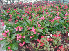 В этом году Волгоград сэкономит на клумбах