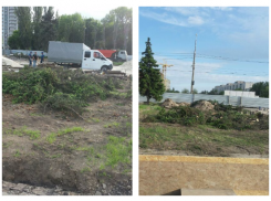 Во время благоустройства набережной спилили 15 елей в парке на юге Волгограда