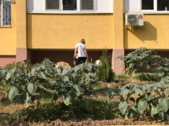 Бродячие собаки покусали прохожих в Волгограде
