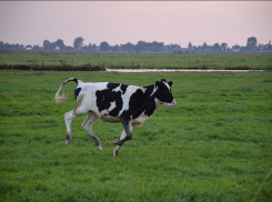 Поголовья животных увеличиваются – население Волгоградской области мельчает