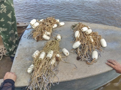 Члены ОПГ задержаны в Волгоградской области за вылов осетра