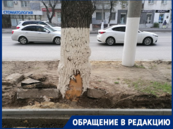 Рвут по живому: волгоградцев возмутила смертельная для вязов реконструкция