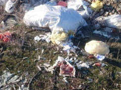 В Кировском районе Волгограда  обнаружено несанкционированное захоронение медицинских отходов