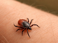Первые жертвы клещей появились в Волгоградской области