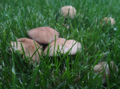 В Волгоградской области 19 человек отравились грибами