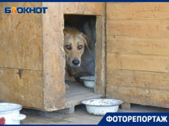 Приют с 40 проблемными животными спустя несколько месяцев поселился на новом месте в Волгограде