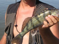 В Волгоградской области введен запрет на рыбную ловлю