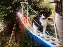 Самый счастливый кот Волгограда получил собственный дом на дереве и лестницу с подсветкой