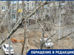 Волгоградские мамочки с колясками бьют тревогу: свисающая над дорогой ветка может рухнуть на головы в любой момент