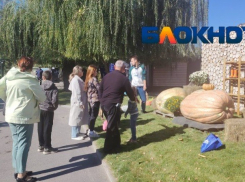 Очередь сфотографироваться с тыквами-гигантами выстроилась в Волгограде