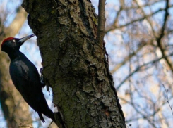 Редкого черного дятла нашли в Волгоградской области 