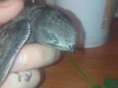 Волгоградец спас от гибели маленького стрижа