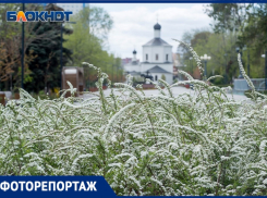 Волгоград цветет, несмотря на коронавирус: 23 апреля в объективе фотографа
