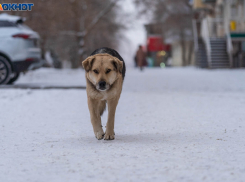 Гололед, снег и порывистый ветер: погода в Волгограде на 4 февраля