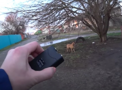 «Собак долбили электрошокером»: домой к волгоградцам вламываются жестокие воры