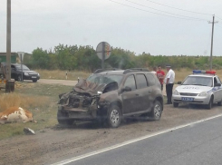 На трассе Волгоград-Камышин Renault насмерть сбил корову