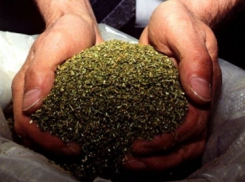 В Камышине задержан местный житель с 2 кг. марихуаны