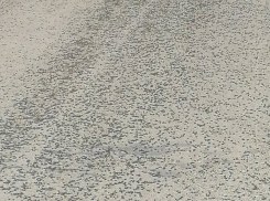 «Скоро встанет на крыло»: полчище будущей саранчи сняли на видео под Волгоградом