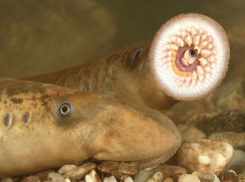 В Волгоградской области исчезает каспийская минога