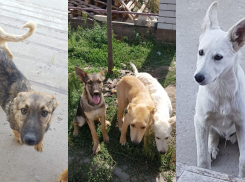 «Беспородные, но очень красивые»: в Волгограде ищут дом для 11 ласковых собак 