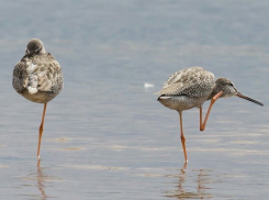 Длинноногого щёголя снял фотограф на берегу реки Ахтуба