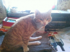 Под Волгоградом 6-месячный котенок выжил после расстрела, ДТП и стаи собак