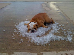 Воздух прогреется до +41 градуса в последний день недели в Волгоградской области